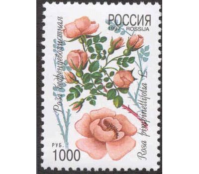  5 почтовых марок «Декоративные кустарники России» 1997, фото 5 