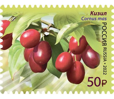  4 почтовые марки «Флора России. Ягоды» 2022, фото 3 