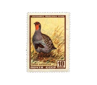  8 почтовых марок «Фауна» СССР 1957, фото 3 
