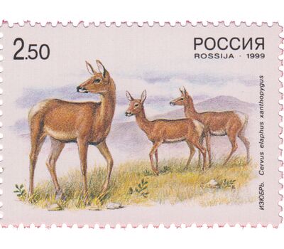  Почтовые марки «Фауна. Олени. Совместный выпуск России и Китая» 1999, фото 3 